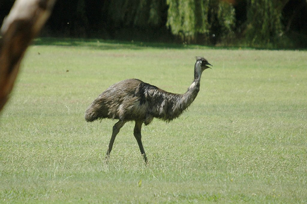 Emu, 2008-01053790 Belair National Park, Adelaide, AU.jpg - Emu. Belair National Park, Adelaide, AU, 1-5-2008